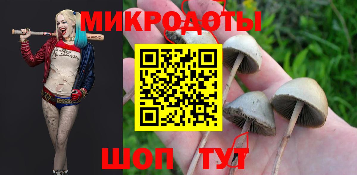 Галлюциногенные грибы Psilocybe Клинцы